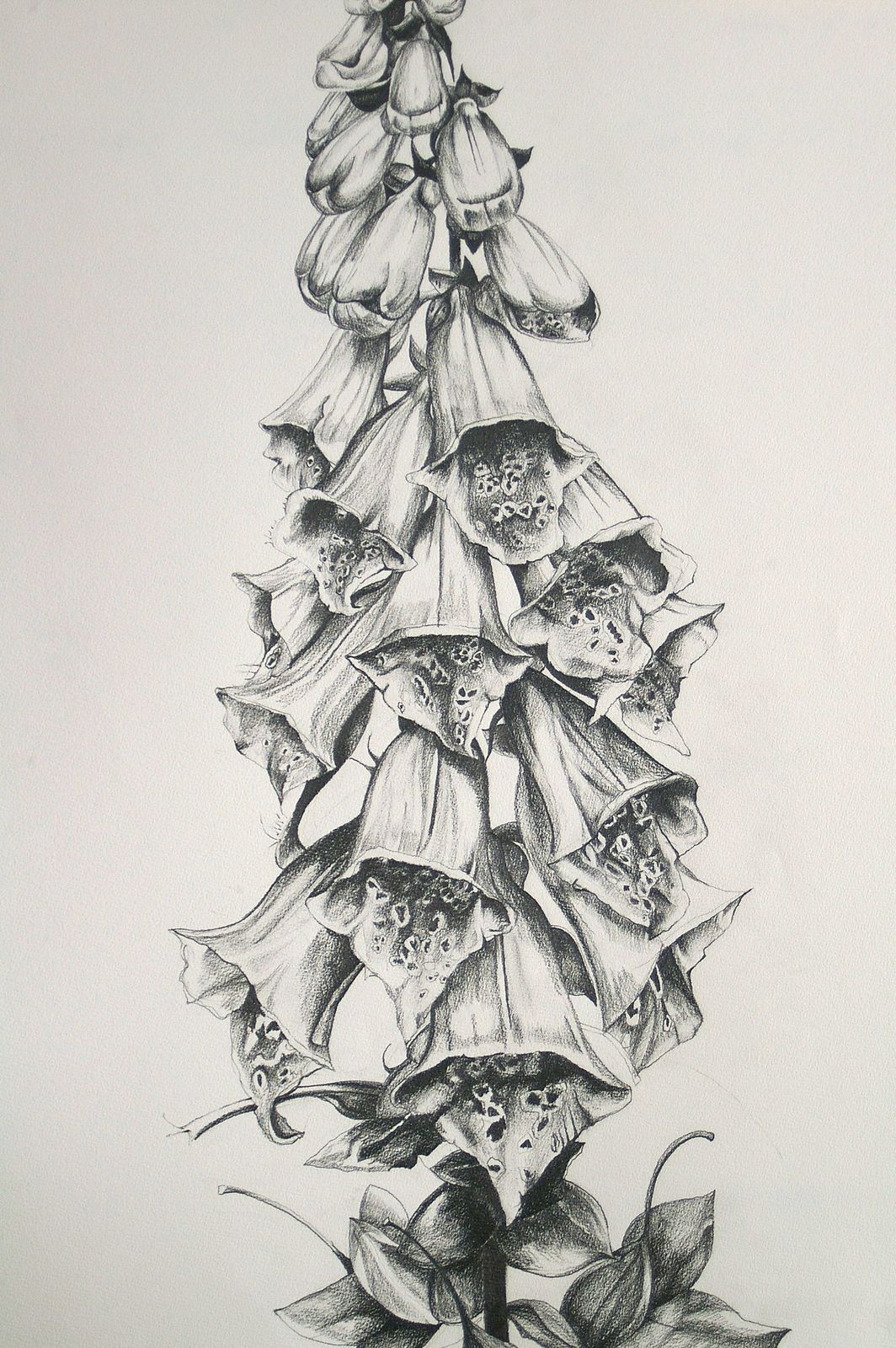 1064x1600 how to draw foxgloves - Foxglove Drawing