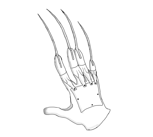 Freddy Krueger Glove Doodle - Freddy Krueger Glove Drawing. 