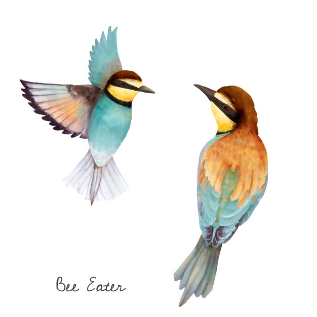 626x626 Bird Vectors, Photos And Free Download - Free Bird Drawing