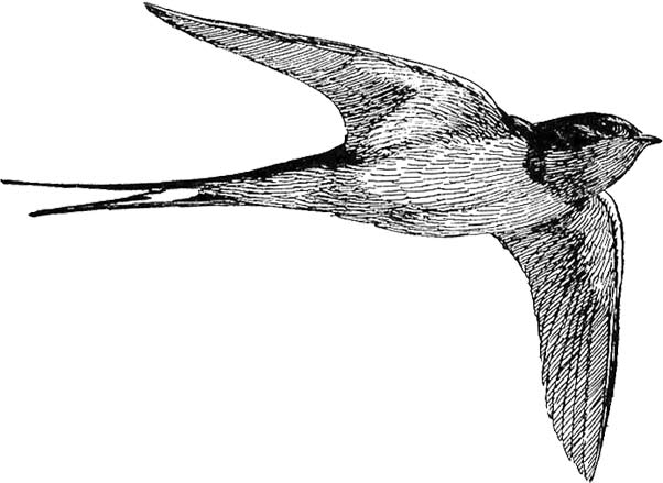 602x439 Free Bird Clipart - Free Bird Drawing