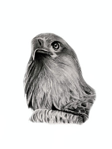 225x300 Free Birds Drawings - Free Bird Drawing