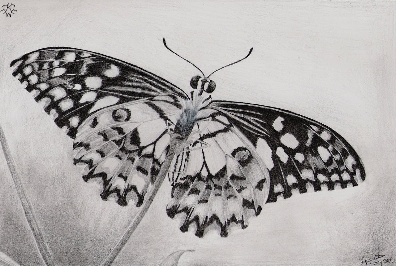 Free Butterfly Drawings