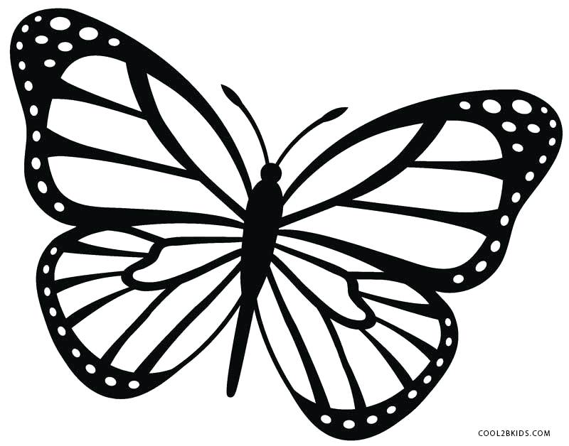 800x628 Butterfly Drawings - Free Butterfly Drawings