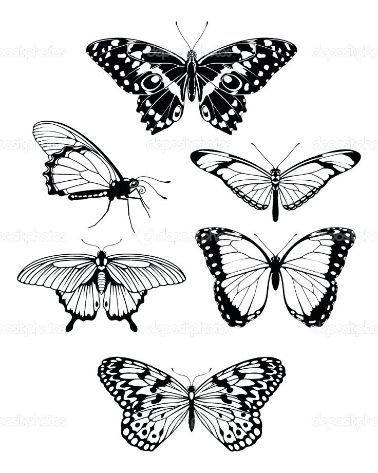 736x921 Butterfly Drawings Black And White Beautiful Coloring Butterflies - Free Butterfly Drawings