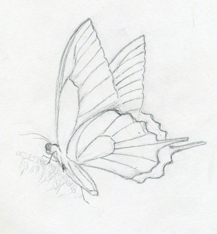710x765 Butterfly Drawing Free Download - Free Butterfly Drawings