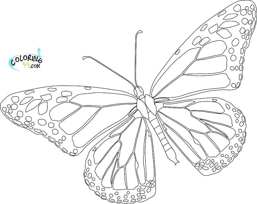 900x714 Free Butterfly Coloring Pages Beautiful Butterfly Drawings Color - Free Butterfly Drawings
