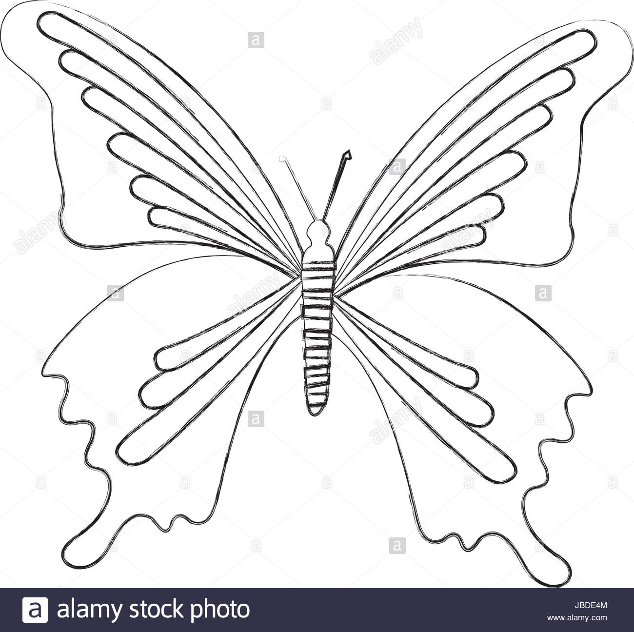 1300x1296 Sketch Of Butterfly Butterfly Drawing At Getdrawings Free - Free Butterfly Drawings