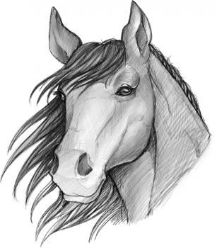 307x350 How To Sketch A Horse, Step - Free Drawing