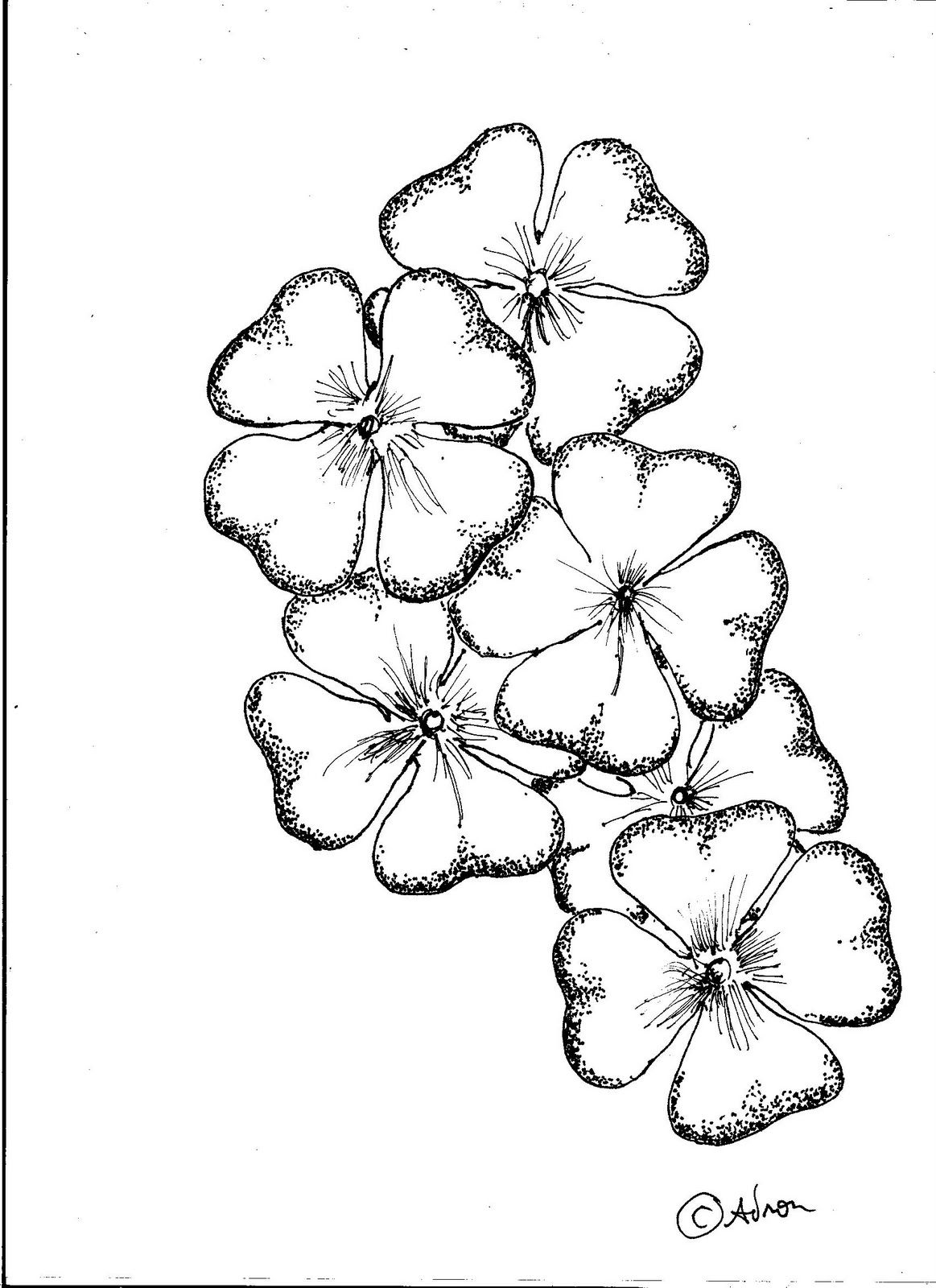 1163x1600 Clover Drawings Leaf Clover Lesson This Free Drawing - Free Drawing