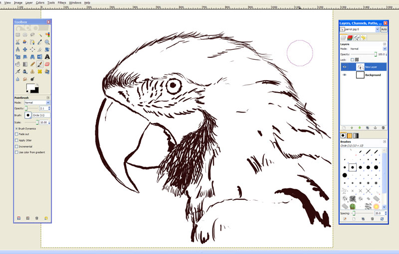 800x510 Free Drawing Software Gimp Parrot Drawing - Free Drawing