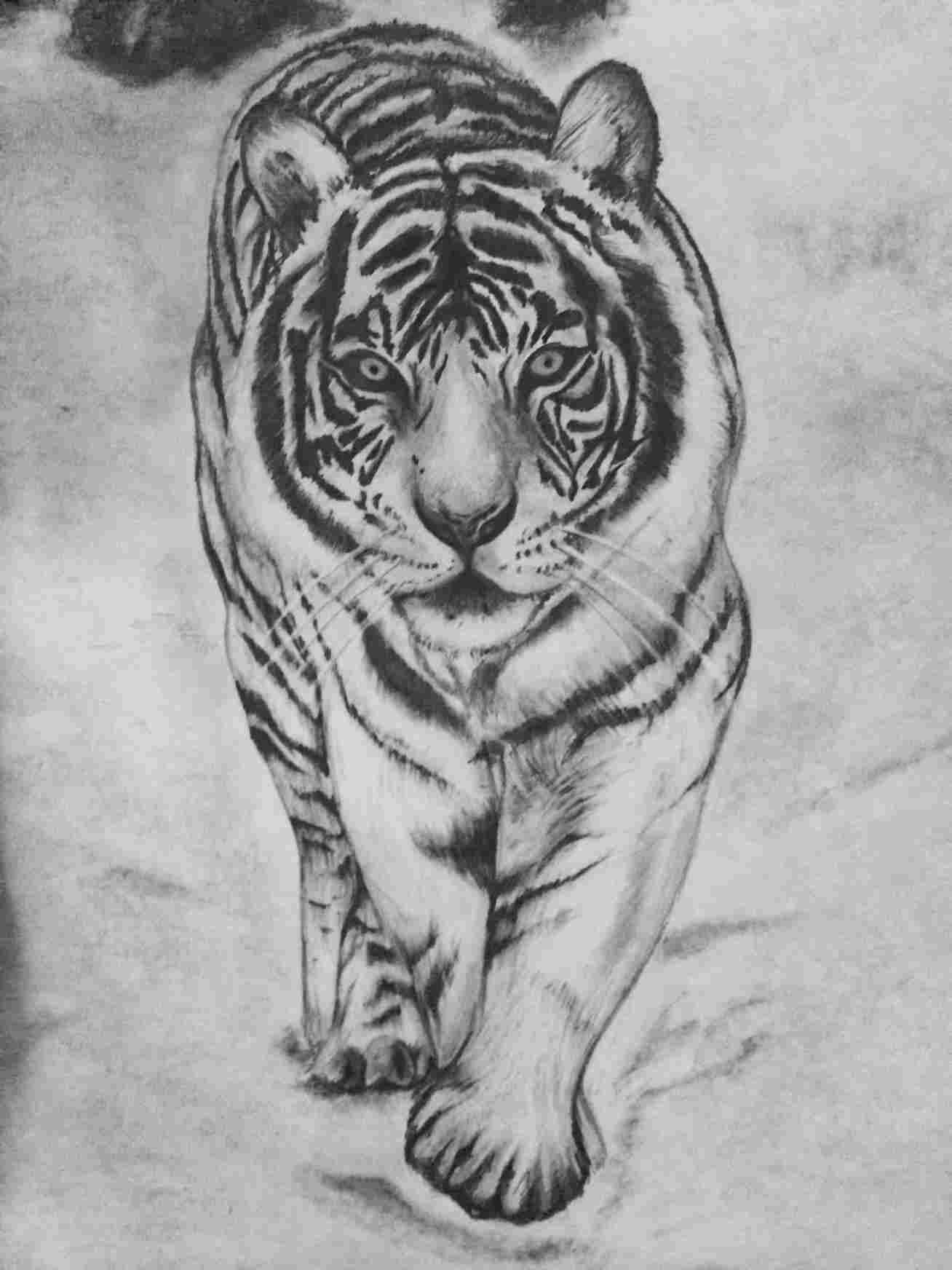 1308x1744 Easy Tiger Pencil Drawing - Free Drawing