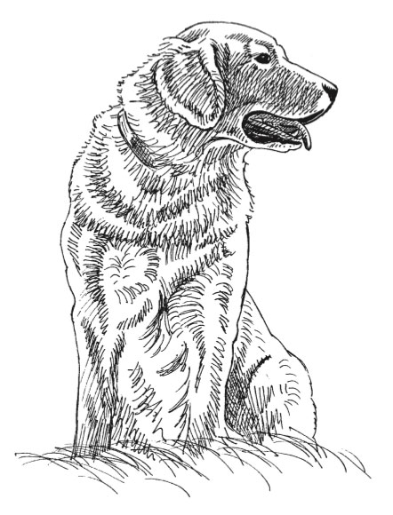 442x580 How To Draw A Dog A Free Drawing And Painting Lesson - Free Drawing Pictures