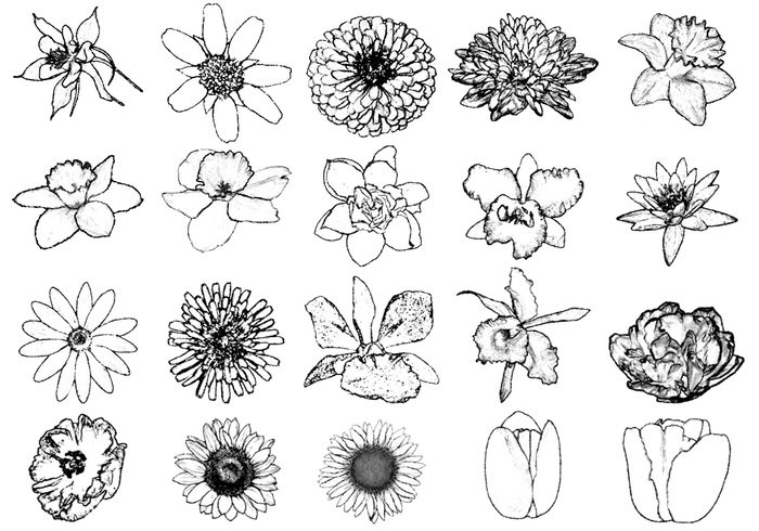 700x490 ink drawing flower brushes free photoshop brushes - Free Flower Drawings