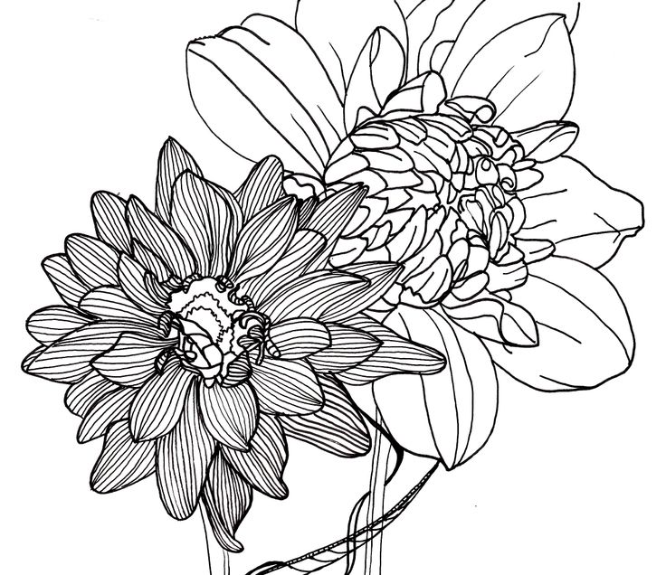736x636 Line Drawings Of Flowers Free Download - Free Flower Drawings