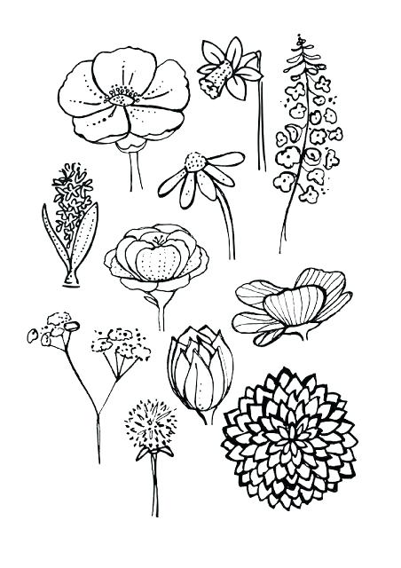 452x640 Simple Flower Drawings Images Drawing Of Flowers At Free - Free Flower Drawings