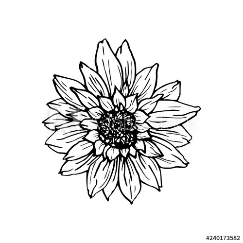 500x500 Sunflower Hand Drawn Vector Illustration Floral Ink Pen Sketch - Free Hand Drawing Design