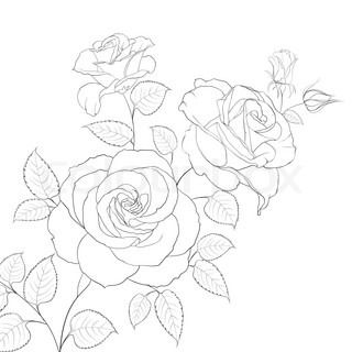 320x320 abstract rose free hand drawing in a graphic style points - Free Hand Drawing Flowers