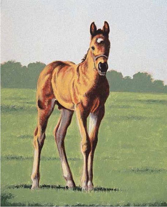 548x677 free ebook on how to draw animals - Free Horse Drawings
