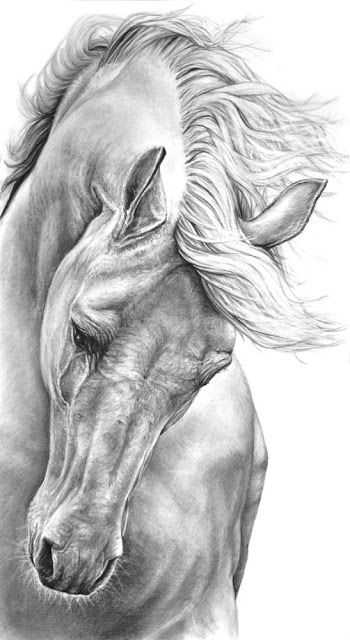 350x640 Graphite Pencil Drawing Free Horse Art - Free Horse Drawings