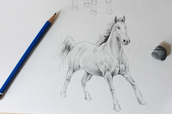 560x373 how to draw horses and goats free tutorials on craftsy - Free Horse Drawings