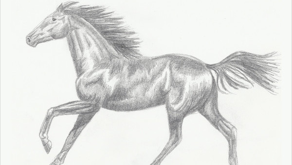 600x340 Horse Sketches Free Premium Templates - Free Horse Drawings