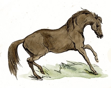 446x354 Brown Horse Drawing - Free Horse Drawings