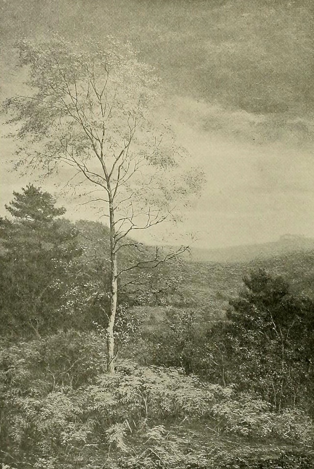 641x958 Birch Tree Landscape Drawing - Free Landscape Drawing