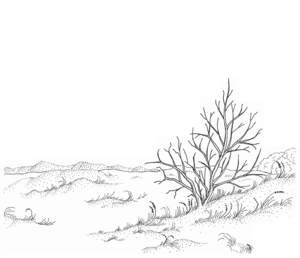 600x515 Free Stock Photos - Free Landscape Drawing