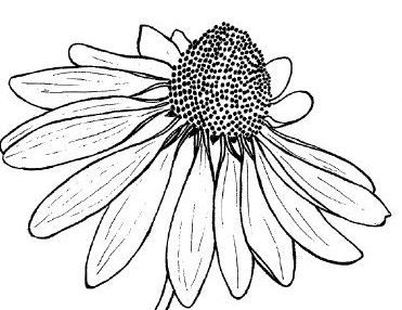 371x286 Line Drawing Of A Flower - Free Line Drawings