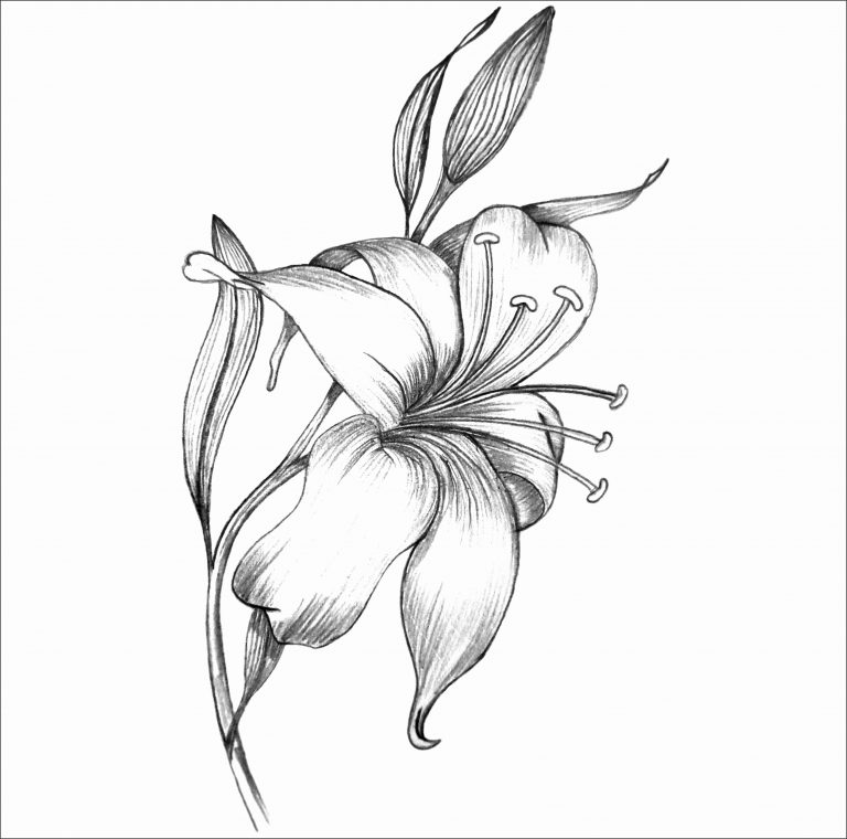 768x760 Sketch Of A Lily Flower Lily Flower Line Drawing At Getdrawings - Free Line Drawings
