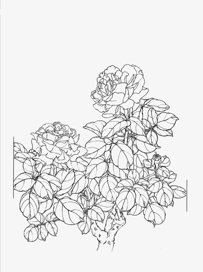 650x870 peony flower line drawing, flower clipart, line clipart, peony png - Free Line Drawings Clip Art
