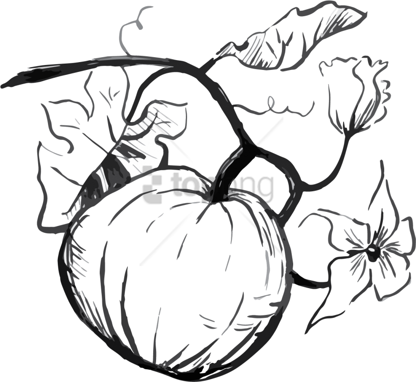850x781 Pumpkin Drawing Png Image With Transparent Background Toppng - Free Pumpkin Drawing