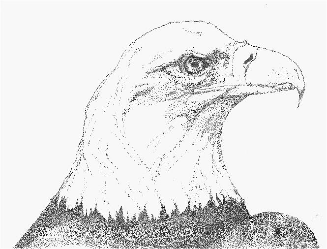 665x506 Freedom Drawing - Freedom Drawing