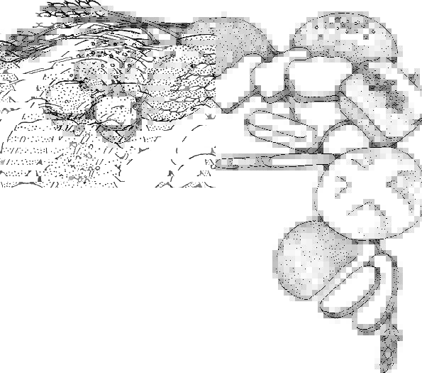 595x525 bread drawing bread french for free download - French Bread Drawing