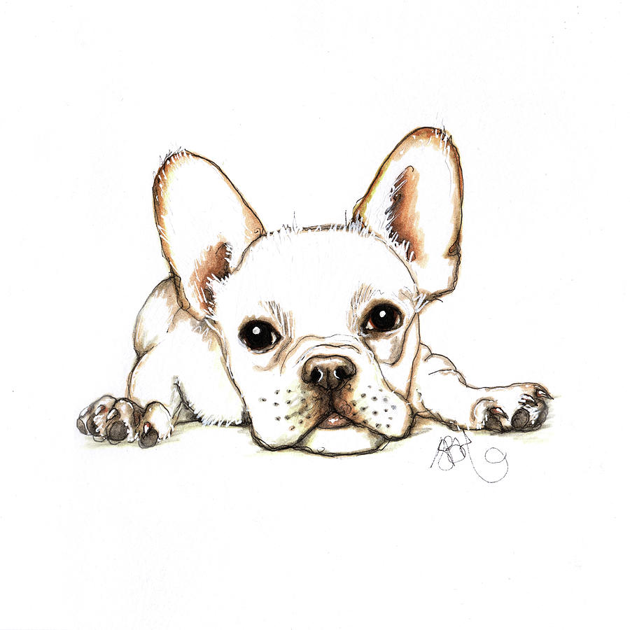 900x900 french bulldog drawing - French Bulldog Drawing