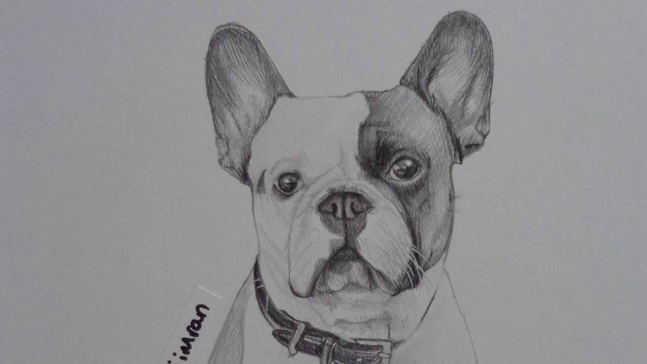 1280x720 drawing french bulldog - French Bulldog Drawing