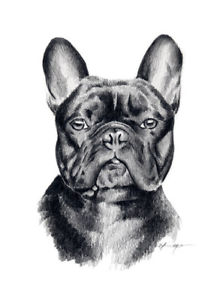 223x300 french bulldog pencil dog drawing x art print - French Bulldog Drawing