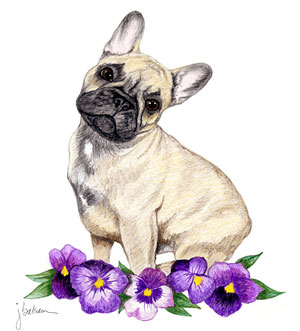 300x331 french bulldog art still a dreamer - French Bulldog Drawing