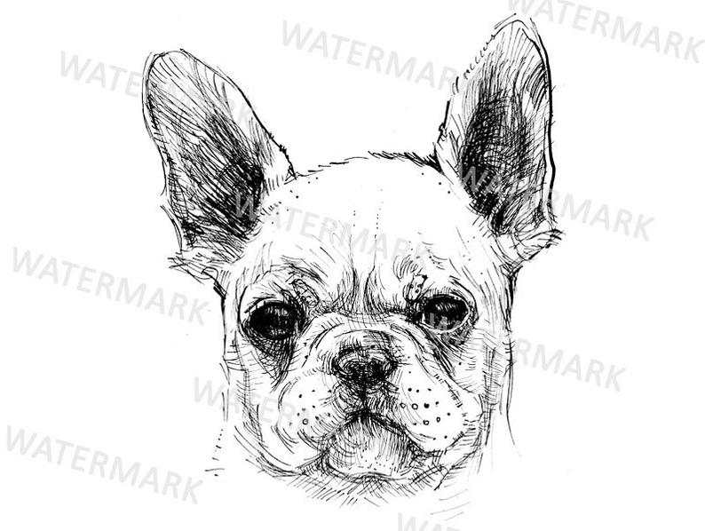 794x598 French Bulldog Clipart Hand Drawn Puppy Illustration Line Etsy - French Bulldog Line Drawing