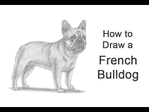 480x360 How To Draw A Dog - French Bulldog Line Drawing