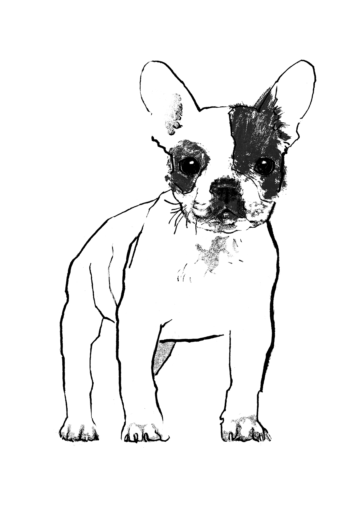 French Bulldog Line Drawing at Explore collection