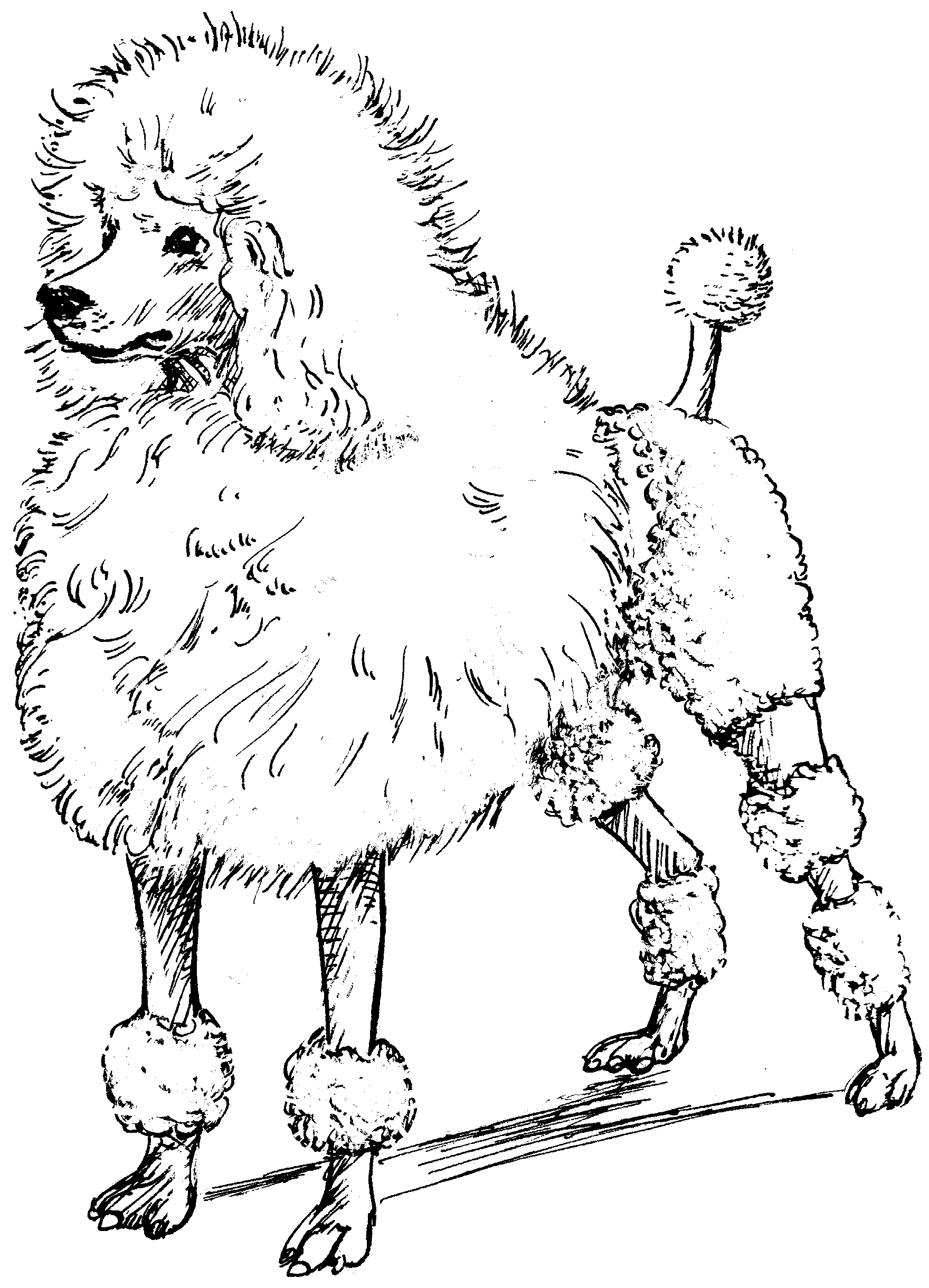 French Poodle Drawing