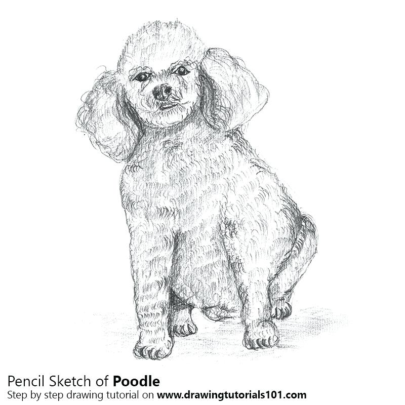 French Poodle Drawing at Explore collection of French Poodle Drawing