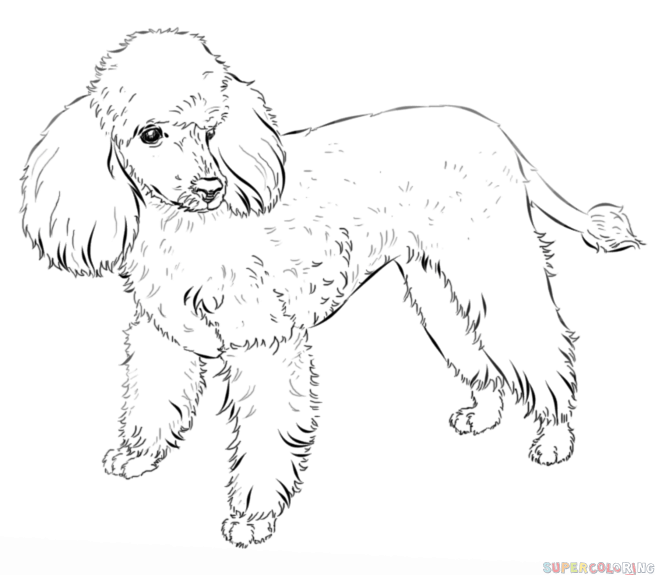 655x575 How To Draw A French Poodle Step - French Poodle Drawing
