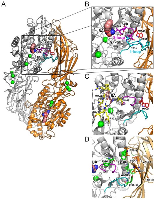 532x685 molecular interplay between the dimer interface and the substrate - Friction In A Bone Joint Vector Drawing