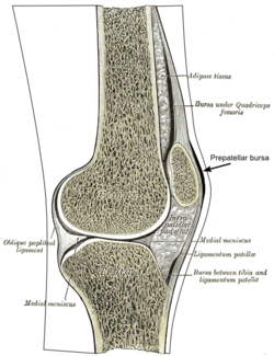 250x325 synovial bursa - Friction In A Bone Joint Vector Drawing