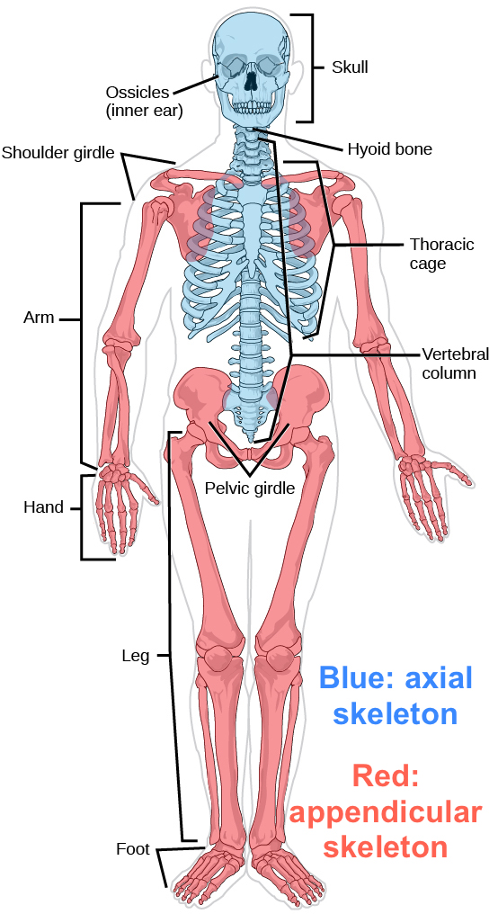 544x1016 the musculoskeletal system review - Friction In A Bone Joint Vector Drawing