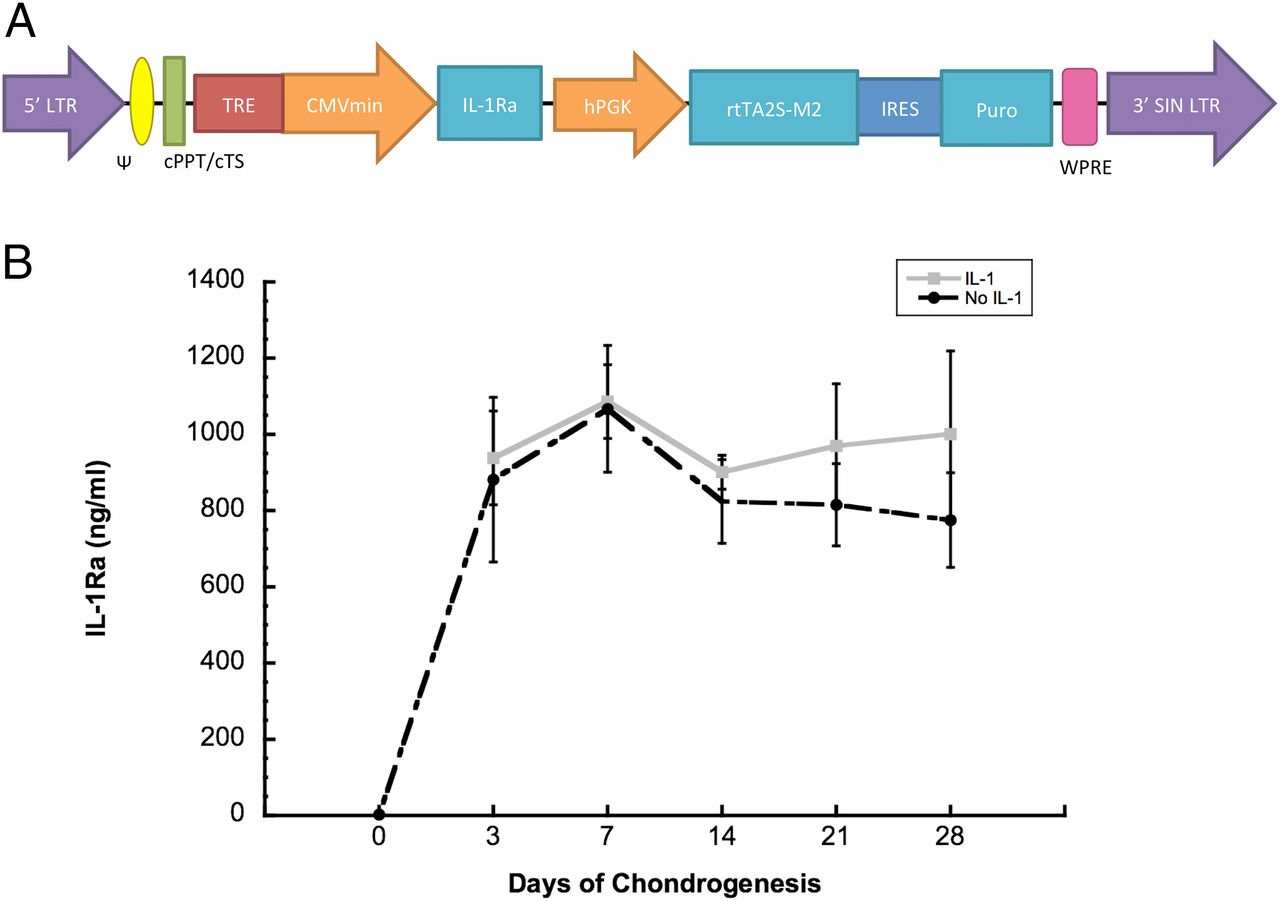 1280x901 anatomically shaped tissue engineered cartilage with tunable - Friction In A Bone Joint Vector Drawing