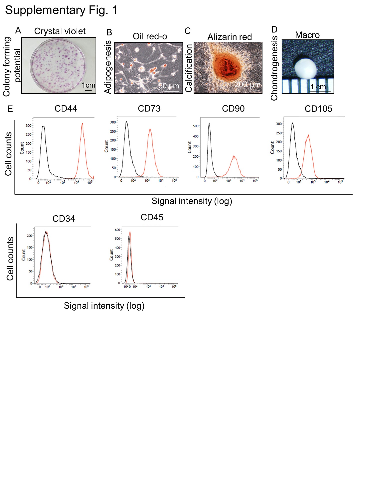 1491x2000 cartilage derived from bone marrow mesenchymal stem cells - Friction In A Bone Joint Vector Drawing