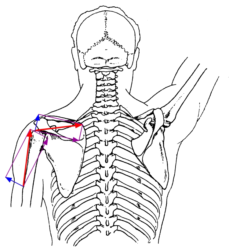 750x820 mechanics in exercise angle of pull - Friction In A Bone Joint Vector Drawing